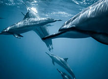 天齐网图库-参数说明-可复核，天齐图库总汇